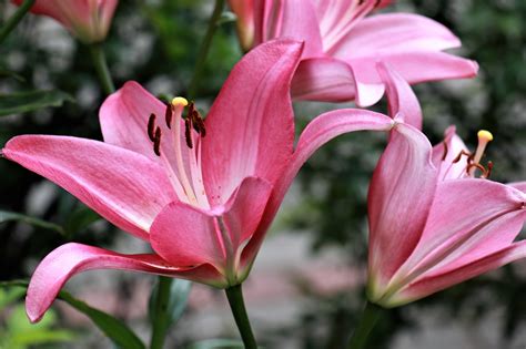 lily pics|524,100+ Lily Flower Stock Photos, Pictures & Royalty.